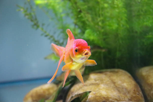 istock Fancy Goldfish in aquarium 1320322762