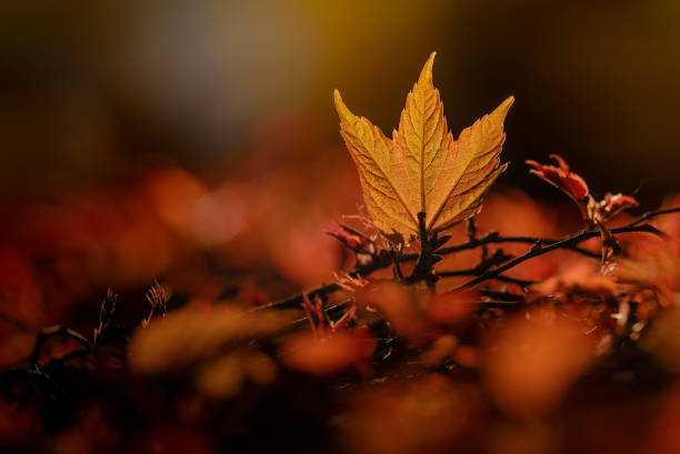 foglia d'autunno - leaf autumn macro leaf vein foto e immagini stock