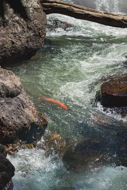Photo of Red fish swimming in clean and fresh fast flow water.