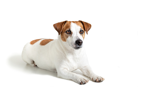 Portrait of a lying Jack Russell Terrier dog, isolated on white background. A popular breed of companion dog. Pet health care, veterinary medicine. Obedience training. Copy space.