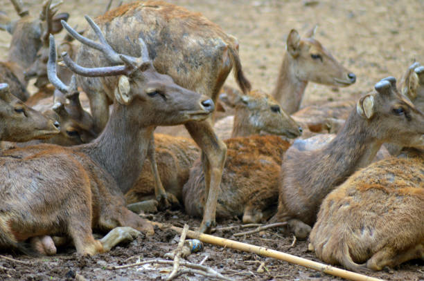 istock fawn gathered on dry land photo 1320326624