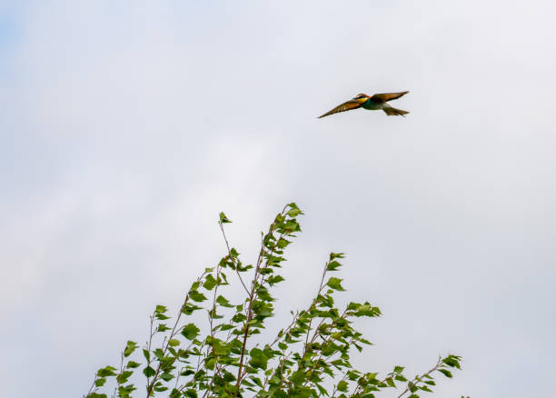 istock A bee-eater or Merops apiaster bird flies in the blue sky over the top of a birch tree 1320326890