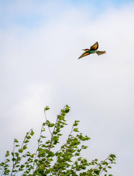 istock A bee-eater or Merops apiaster bird flies in the blue sky over the top of a birch tree 1320326895