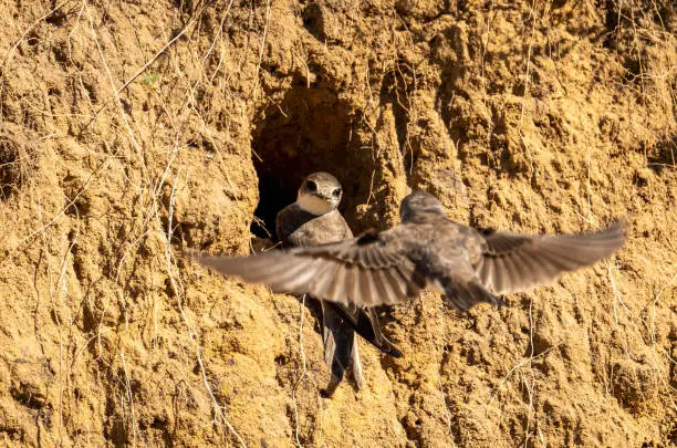 A swift bird looks out of a hole when a second swift flies up to it.