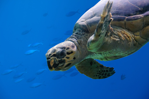 Close up shot of underwater sea turtle