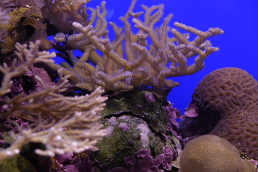 Underwater coral reef in red sea