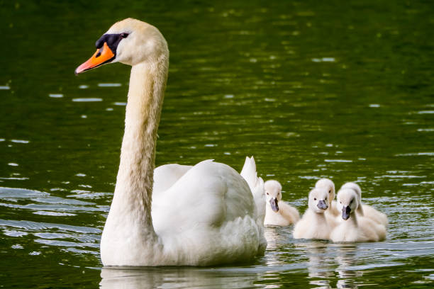 istock Swan female with its small cute chicks on lake 1320329486