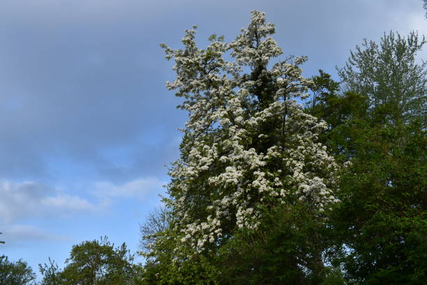 istock An old pear tree in bloom in a springtime garden. 1320329495