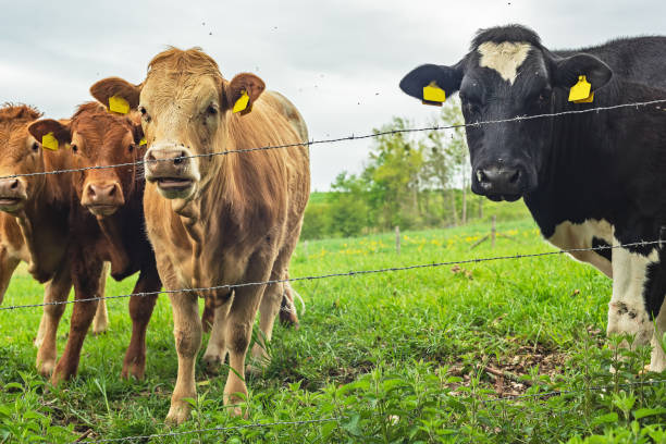 istock Three brown and one black cow at barbed wire in a meadow under a cloudy sky. 1320329682