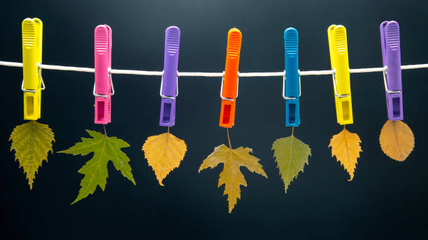 istock autumn dry leaves hang on colored clothespins 1320329995