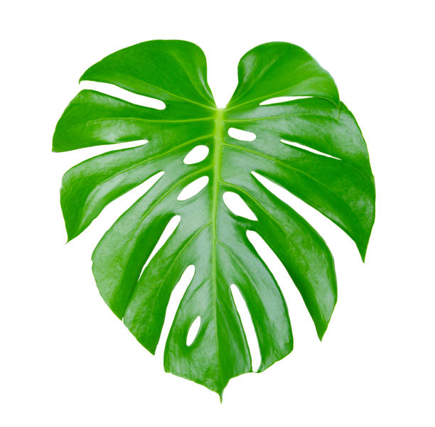 istock Tropical Green Monstera leaves isolated on white background 1320330288