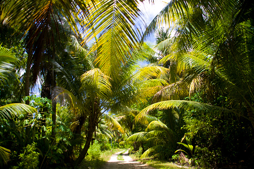 Tropical road