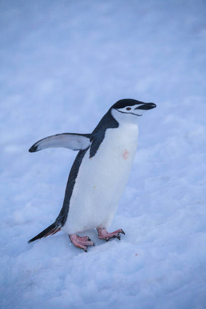 chinstrap penguin walking on snow - nature antarctica half moon island penguin imagens e fotografias de stock