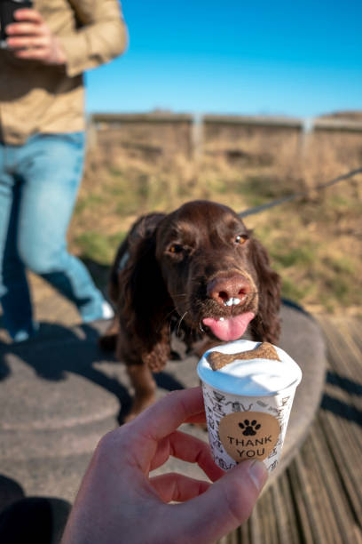 istock Cocker Spaniel Puppy Enjoying His Puppuccino 1320331392