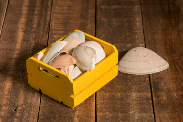 Seashell decoration in a box, perfect for a summer themed background