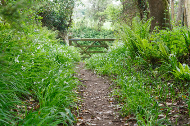 Nature trail, Whiteford, Gower Peninsula , Wales, UK Footpath in woods on a nature trail with wild flowers. Whiteford, Gower Peninsula, Wales, UK gower peninsular stock pictures, royalty-free photos & images