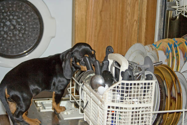 Dachshund in a dishwasher 9015 Dachshund puppy stealing morsels off the dishes in an open dishwasher dog dishwasher stock pictures, royalty-free photos & images