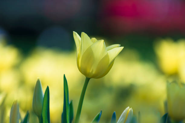 istock Colorful fresh tulips in the spring 1320333824