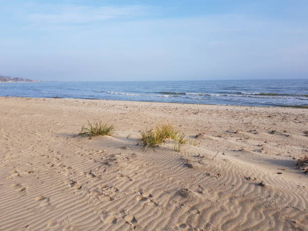 istock Sandy beach with reed grass. Blue sea and sky. 1320336466