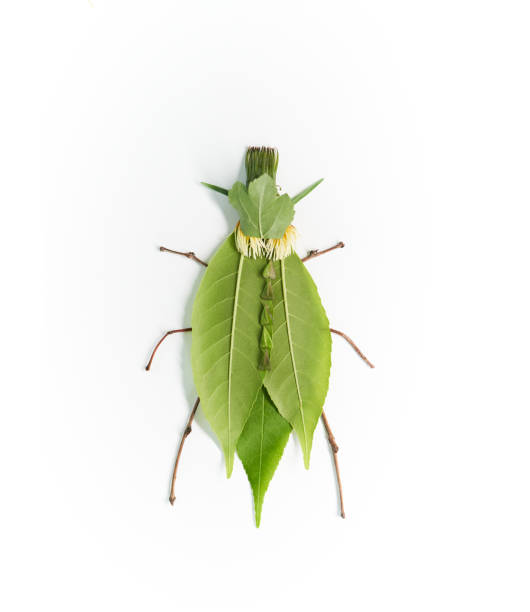 istock Green insect made from natural materials: leaves and sticks 1320338787