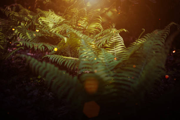 Enchanted forest, magical ferns. Green witch plants, mystical woodland background, meadow flowers
