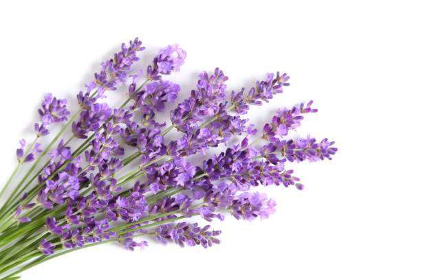 istock Bunch of lavender. 1320339499