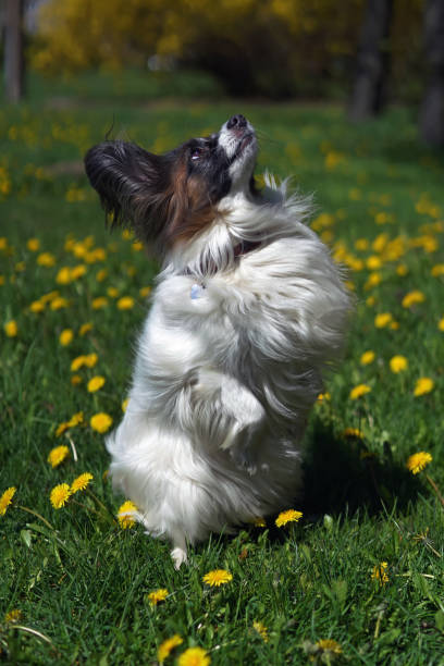 istock Cute white and sable Continental Toy Spaniel (Papillon dog) posing outdoors sitting up on its back legs on a green grass with yellow dandelions in spring 1320340513