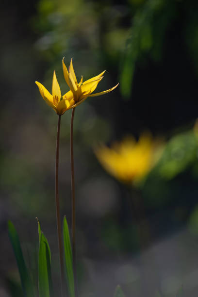 istock yellow tulips in the forest 1320340601