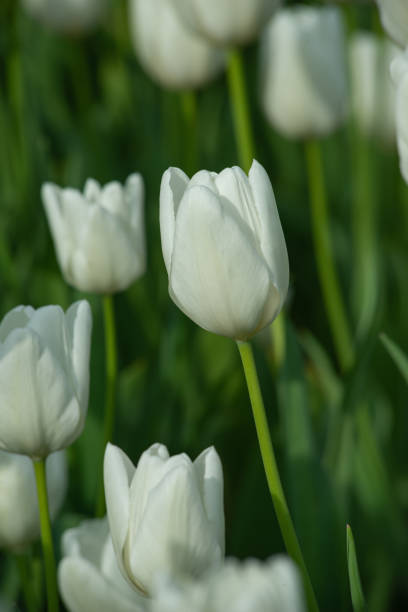 istock blooming tulips in the park 1320340866