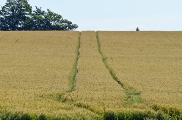 istock Yellow field of wheat 1320342472