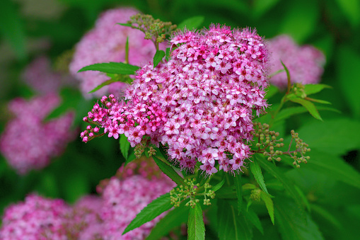 Spiraea japonica, commonly called Japanese spirea or Japanese meadowsweet, is a dense, upright, mounded deciduous shrub that grow 1-2 meter tall. Tiny pink flowers in flat-topped clusters cover the foliage from late spring to early summer, with sparse and intermittent repwat bloom sometimes occurring.