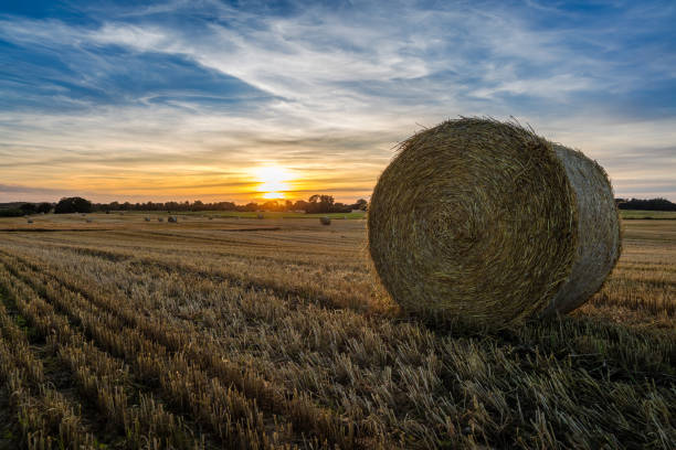 istock A field in Denmark at sunset 1320342573
