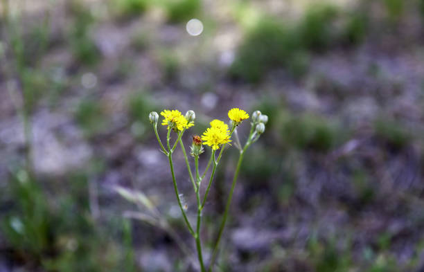 istock Yellow daisy in garden 1320343134