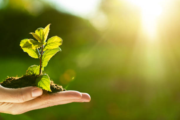 istock Hands holding green plant 1320343146