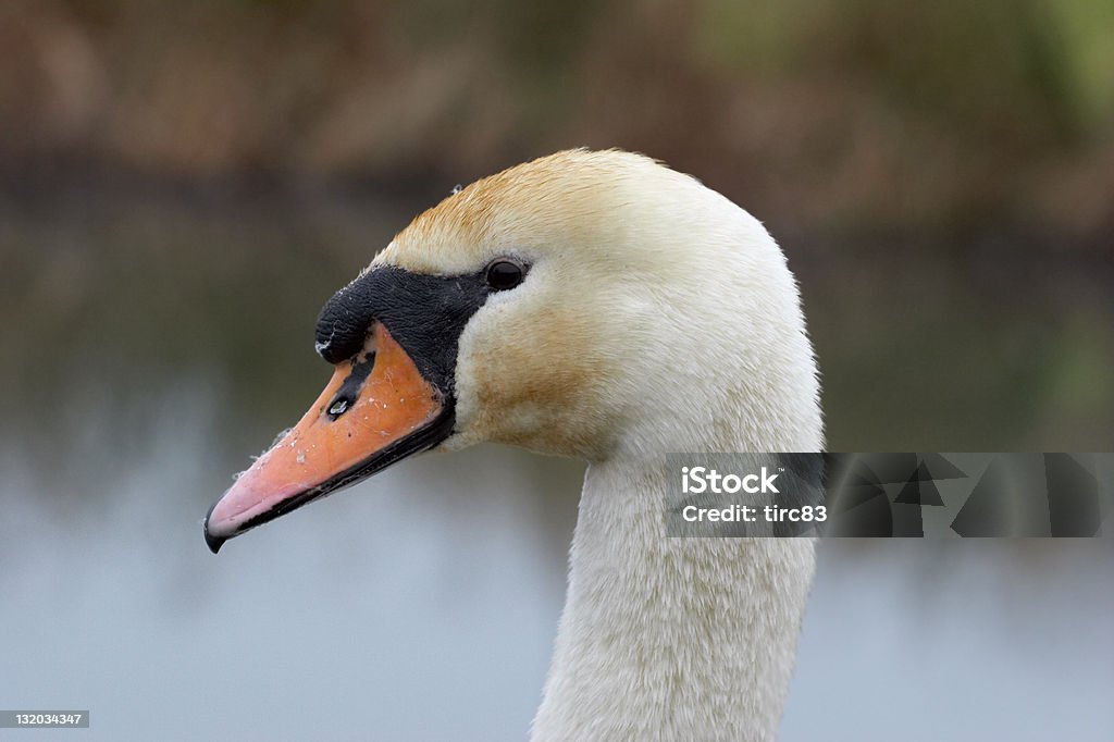 Cigno reale Ritratto - Foto stock royalty-free di Ambientazione esterna