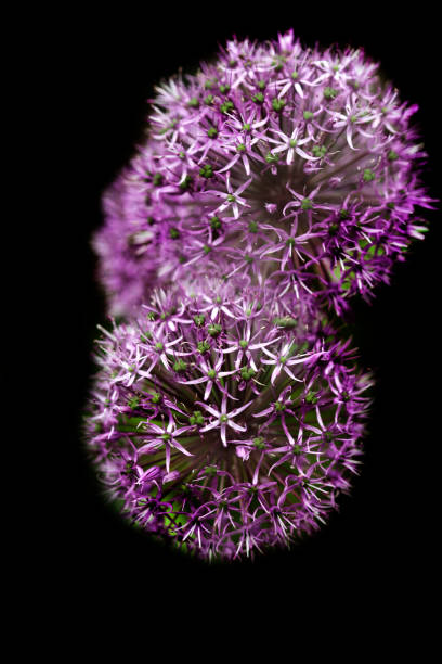 istock Purple flowers in spring garden 1320344407