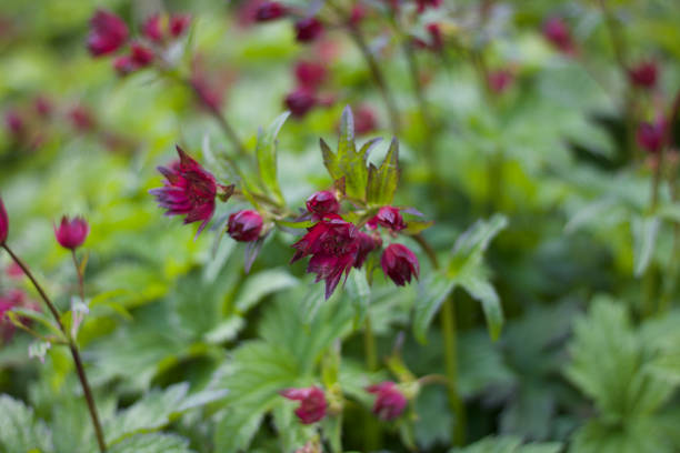 istock Small deep red flowers and green foliage 1320344576