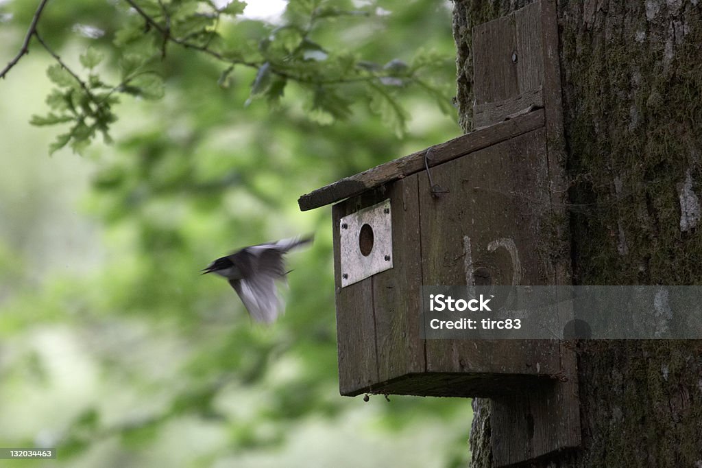 Pía salir nestbox monarca - Foto de stock de Casita de pájaros libre de derechos