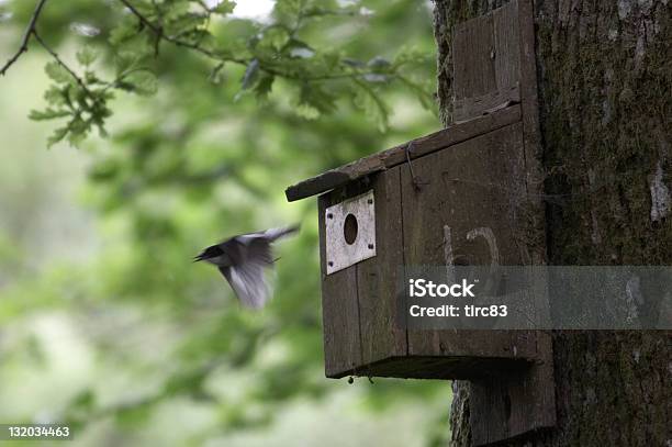 Pía Salir Nestbox Monarca Foto de stock y más banco de imágenes de Casita de pájaros - Casita de pájaros, Caza moscas, Agujero