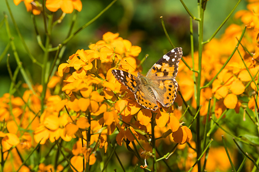 Painted Lady or Vanessa cardui butterfly camouflaged between Wallflower blossoms in a garden