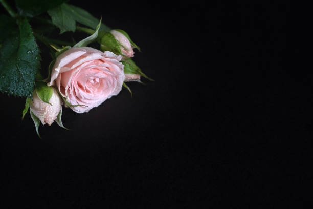 Single pink rose with dew drops on petals and leaves on black background