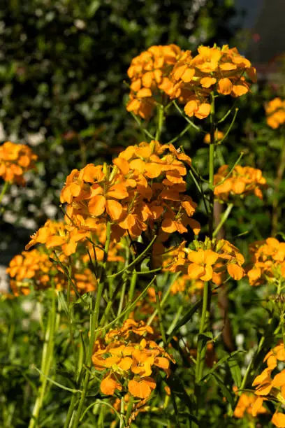 Wallflower or Erysimum cheiri flowers blooming in  a garden