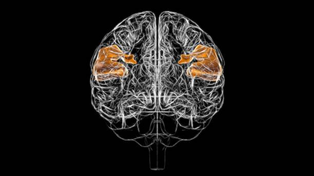 istock Brain supramarginal gyrus Anatomy For Medical Concept 3D 1320347848