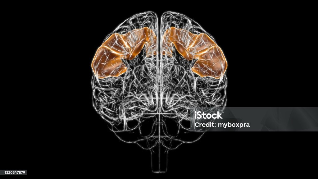 의료 개념 3d에 대 한 뇌 포스트 중앙 자이러스 해부학 뇌이랑에 대한 스톡 사진 및 기타 이미지 - 뇌이랑, 3차원 형태, 뇌 ...