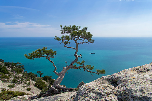 Evergreen branches over the sea . Tropical coastal nature . Trees growing on seaside rocks