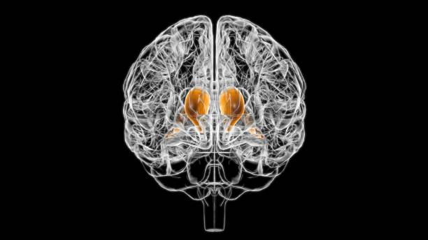 Brain caudate nucleus Anatomy For Medical Concept 3D Brain caudate nucleus Anatomy For Medical Concept 3D Illustration caudate stock pictures, royalty-free photos & images