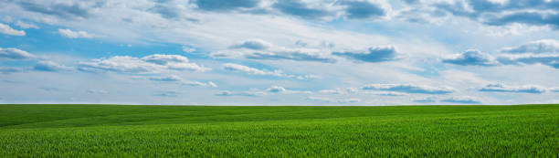 campo de hierba verde y cielo azul con panorama de nubes - winter wheat fotografías e imágenes de stock