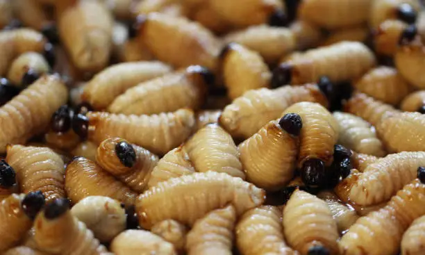 Group of oragnic Living edible palm weevil larvae (Rhynchophorus phoenicis), Rhinoceros beetle at traditional food market in the national jungle forest, protein source, advertisement backgrounds