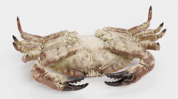 istock Realistic 3D Render of Edible Crab 1320349166