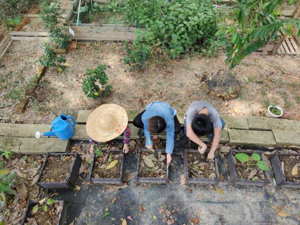 Asian Chinese family digging and weeding the backyard garden